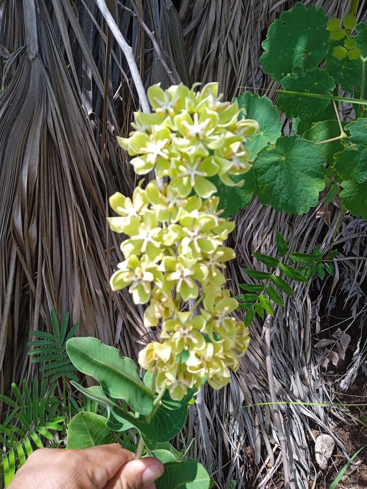 Image of Asclepias lynchiana M. Fishbein