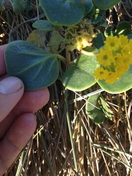 Imagem de Abronia latifolia Eschsch.