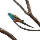 Image of Golden-shouldered Parrot