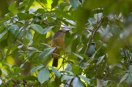 Image of Bower's Shrike-thrush