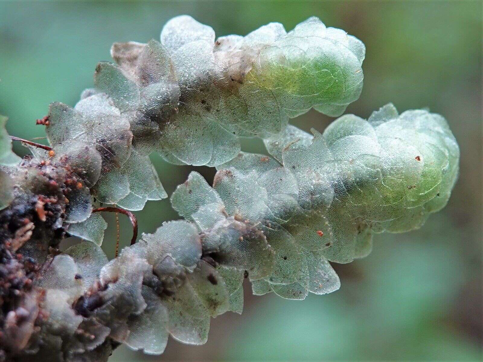 Image of Achrophyllum quadrifarium Vitt & Crosby 1972