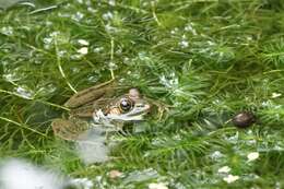 Plancia ëd Pelophylax fukienensis (Pope 1929)