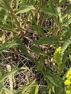 Image of Nevada Goldenrod