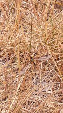 Image of Leptotarsus (Macromastix) vulpinus (Hutton 1881)