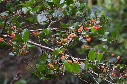 Image of Viburnum taitoense Hayata