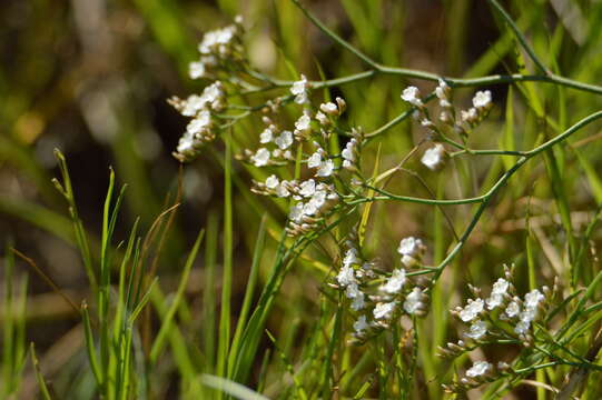 Imagem de Limonium brasiliense (Boiss.) O. Kuntze