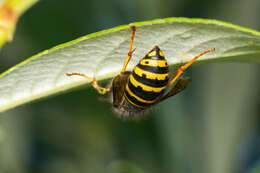 Image of Dolichovespula alpicola Eck 1984