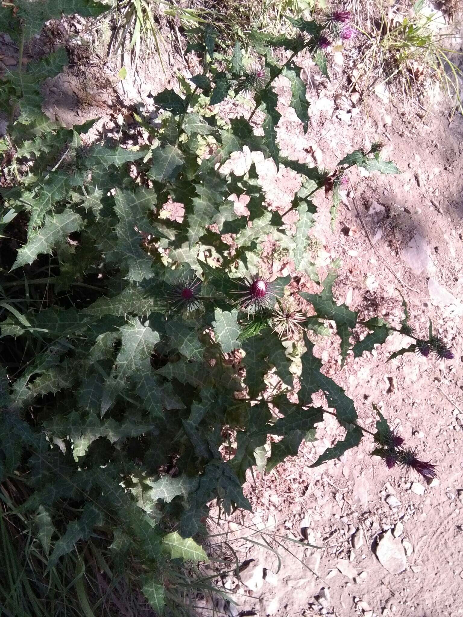 Plancia ëd Ptilostemon strictus (Ten.) W. Greuter