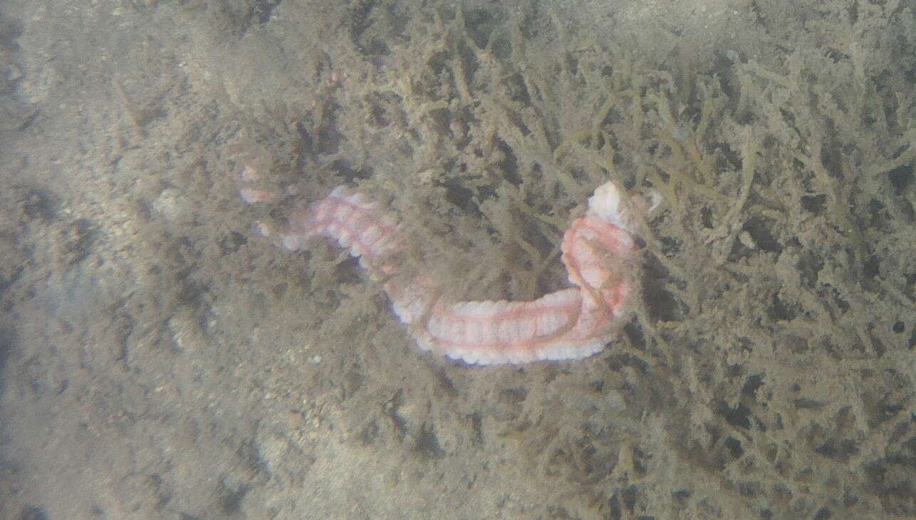 Image of Conspicuous Sea Cucumber