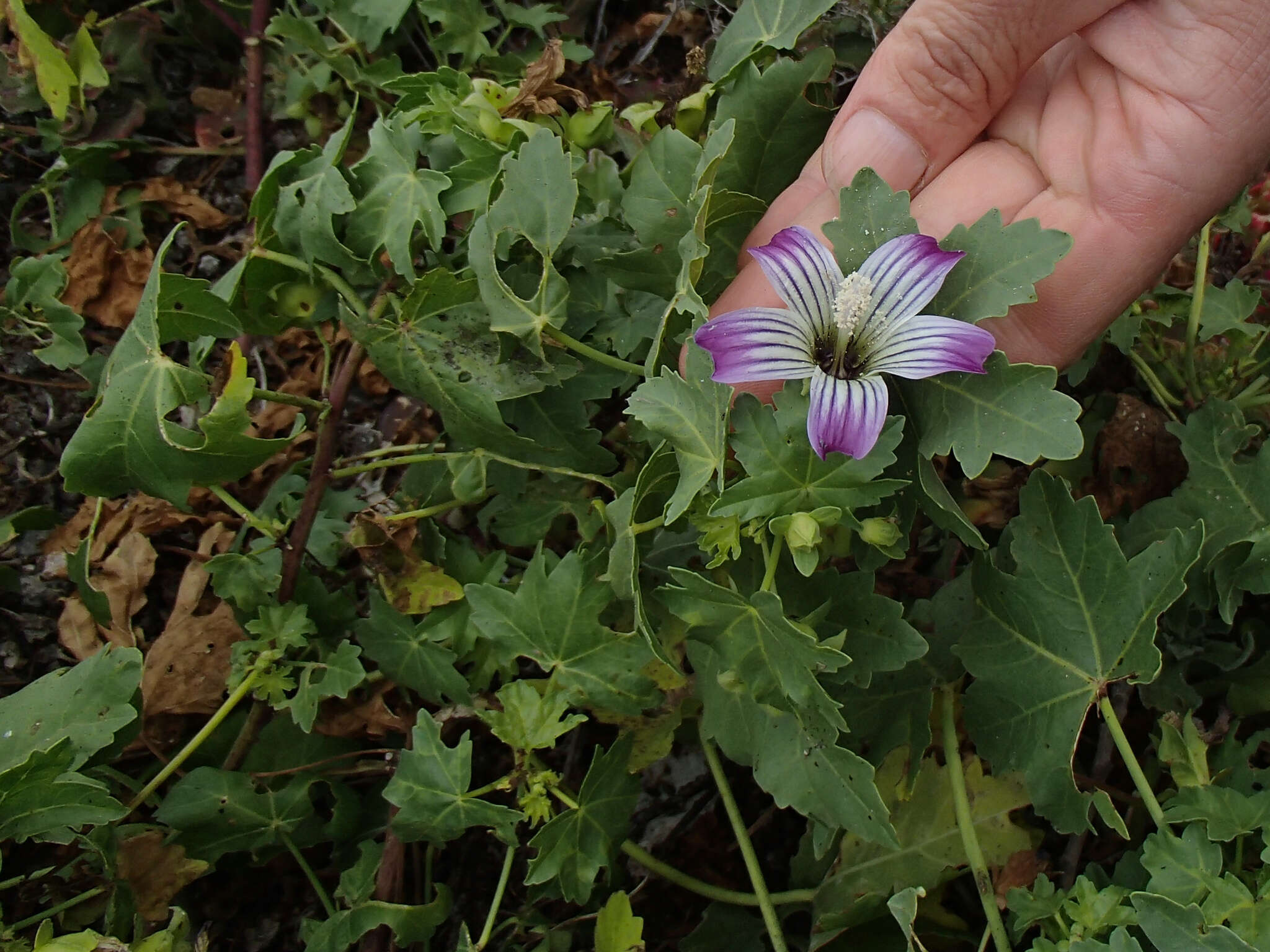 Image of Malva pacifica M. F. Ray