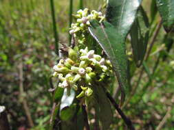 Image of Oxypetalum tubatum Malme