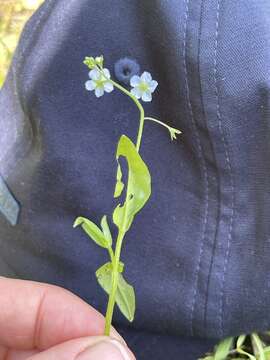 Image of Trigonotis radicans (Turcz.) Stev.