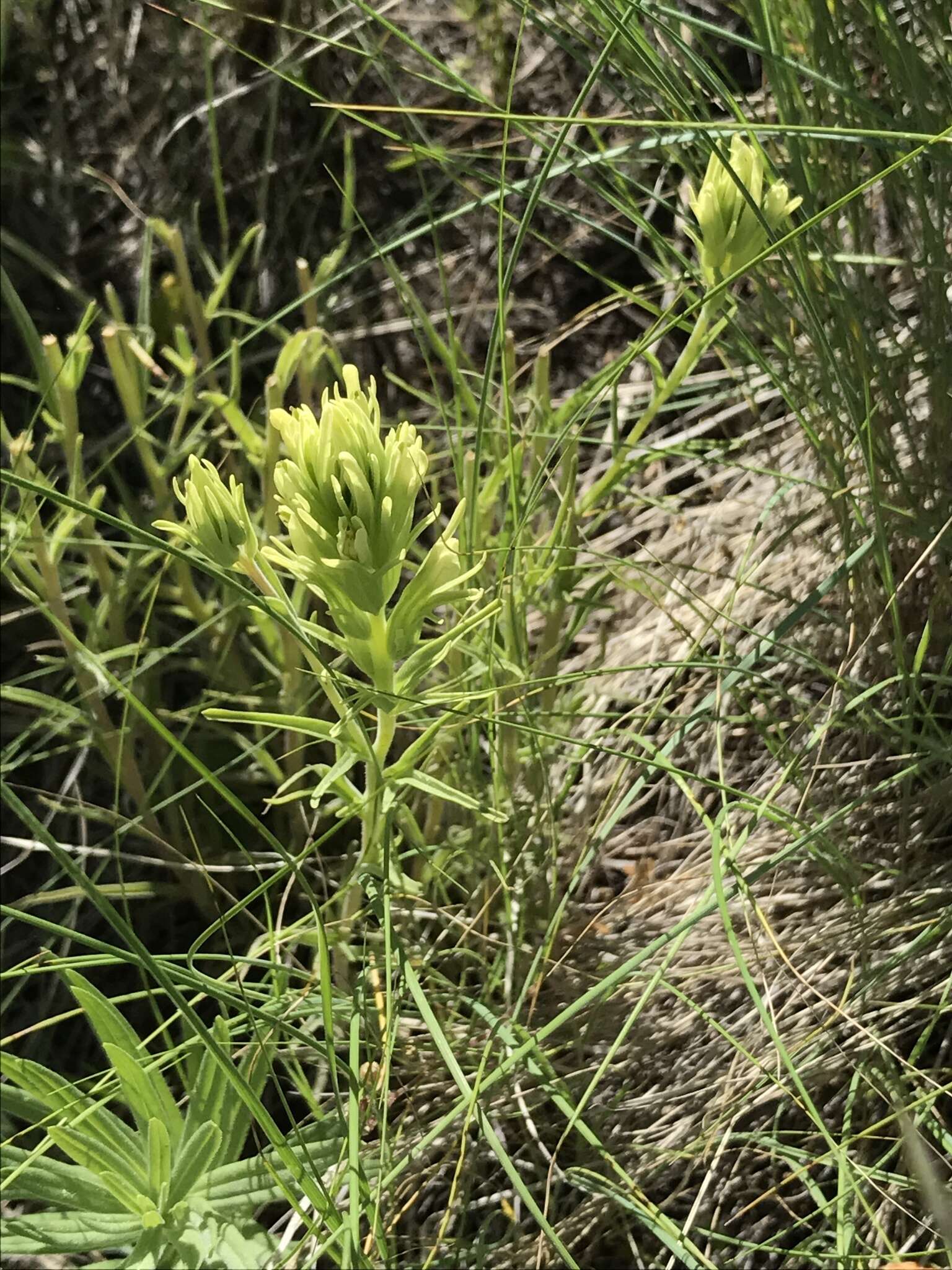 Image of deer Indian paintbrush