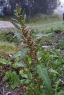 Image of Red Goosefoot