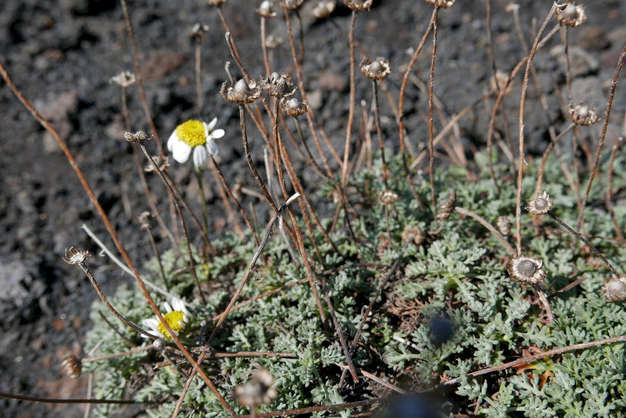 Image of Anthemis aetnensis Schouw