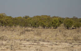 Image of Cape rhinoceros