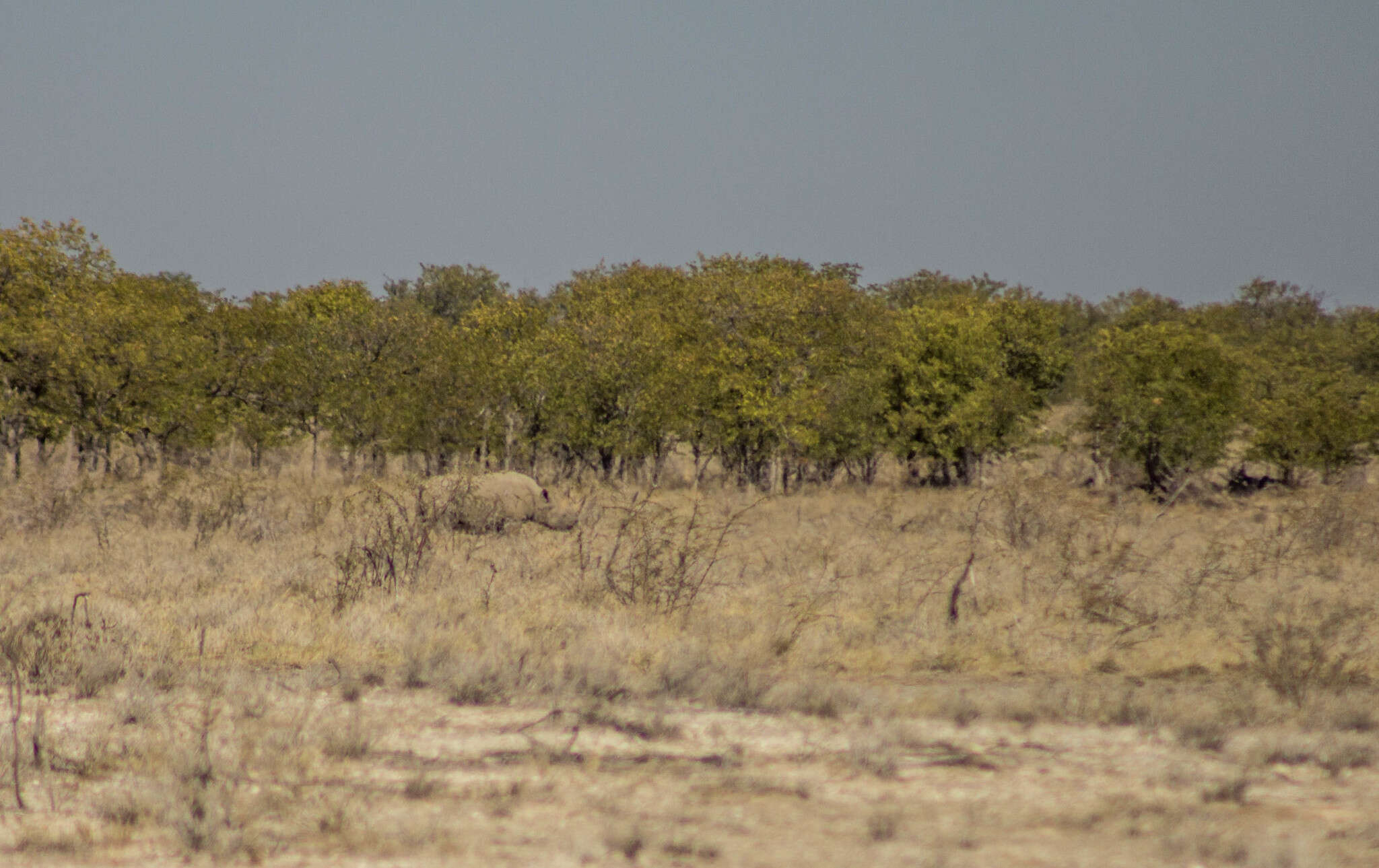 Image of Cape rhinoceros