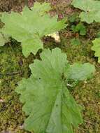 Image of arctic sweet coltsfoot