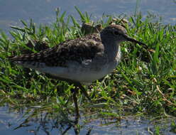 Image of Wood Sandpiper