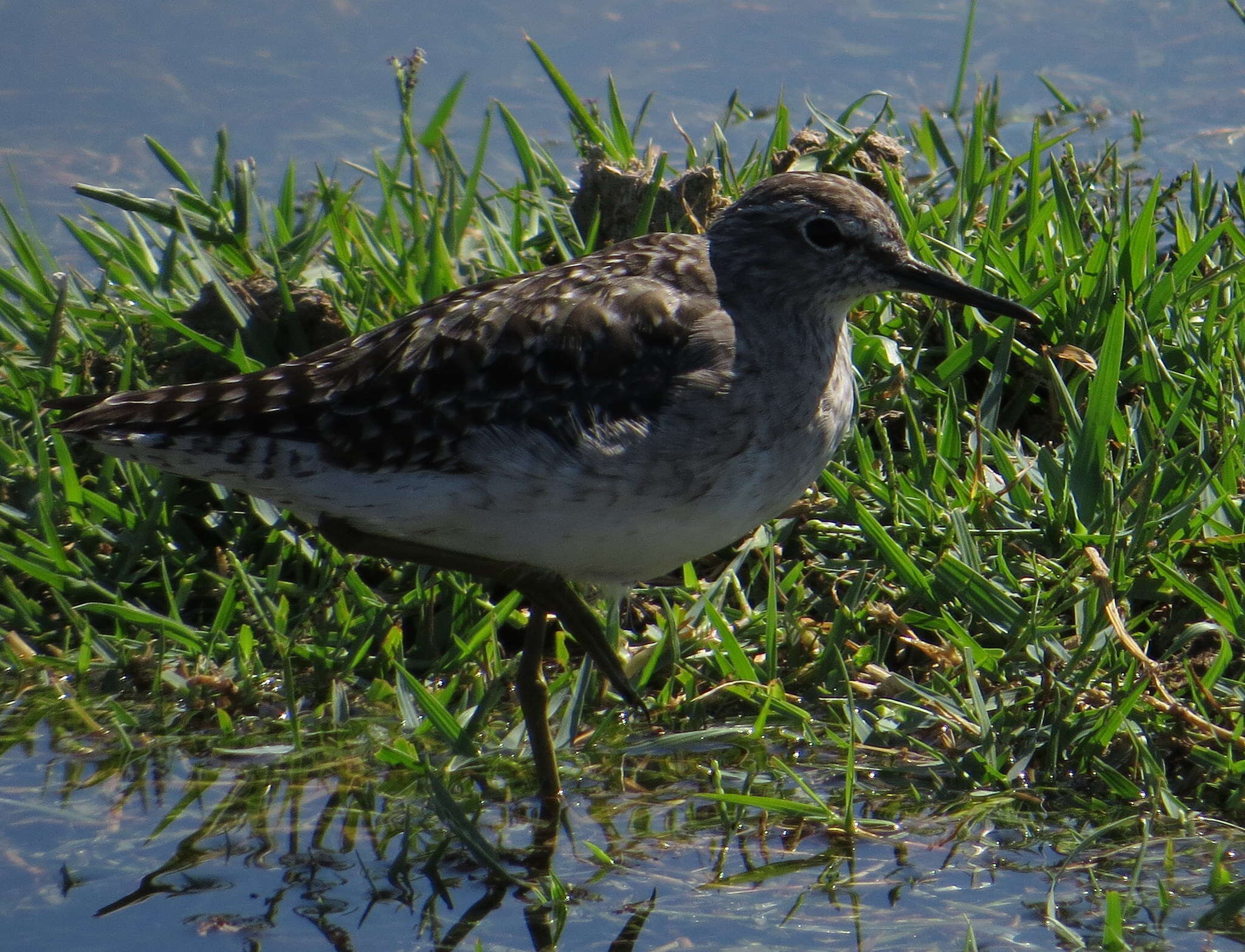 Image of Wood Sandpiper