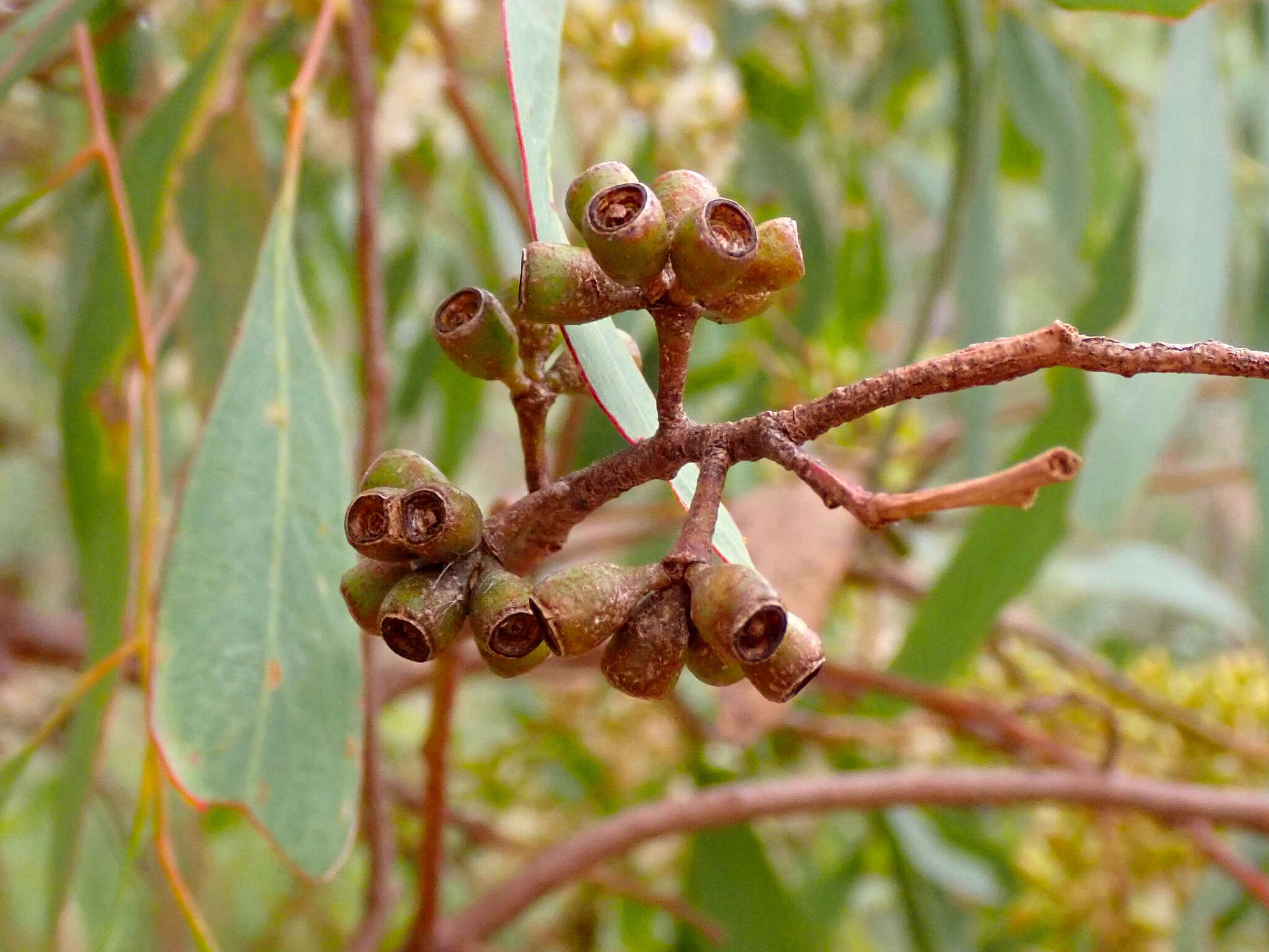 صورة Eucalyptus microcarpa (Maiden) Maiden