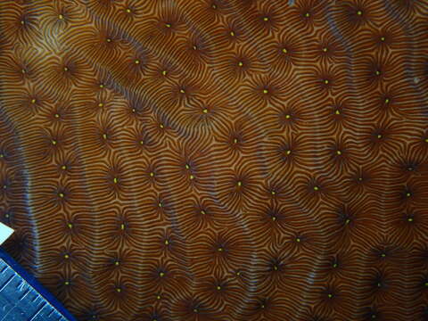 Image of Tube Coral