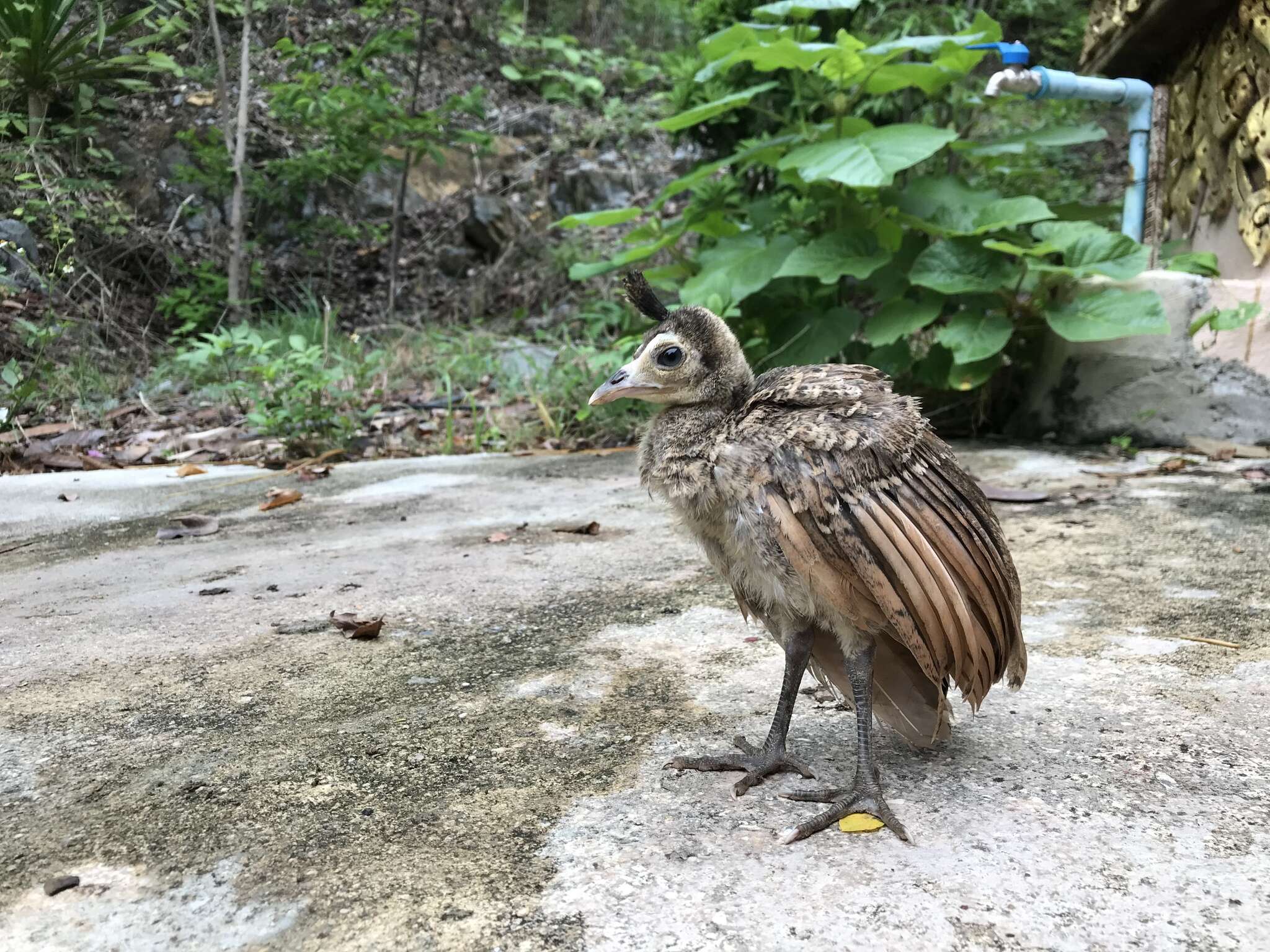 Image of Pavo muticus imperator Delacour 1949