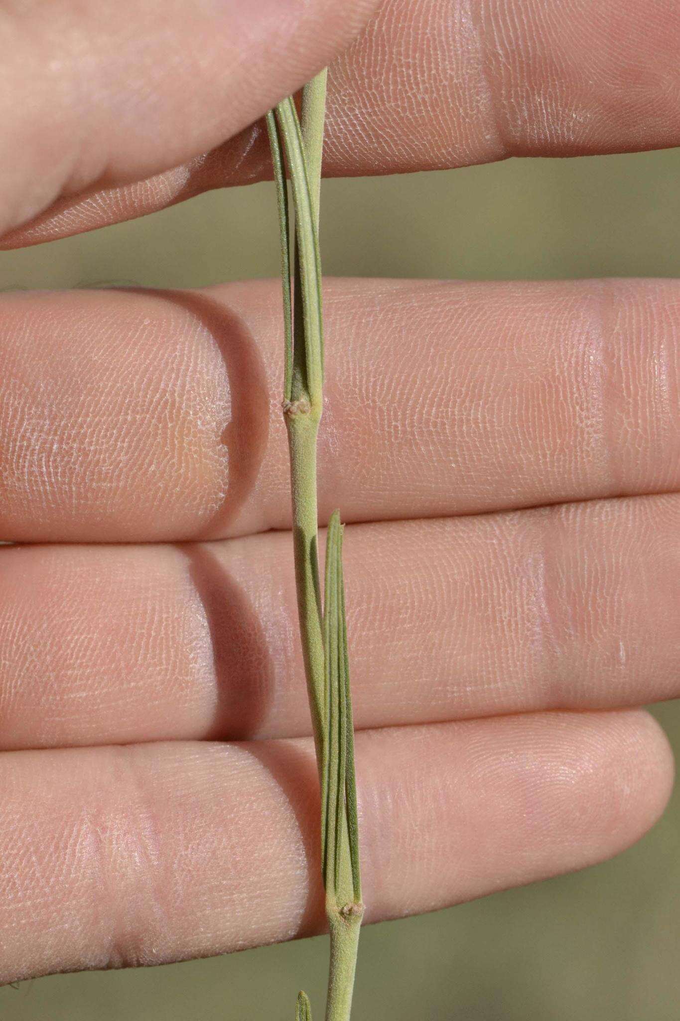 Image of Aspidoglossum biflorum E. Mey.