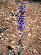 Sivun Penstemon pachyphyllus var. congestus (M. E. Jones) N. H. Holmgren kuva