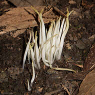 Clavaria fragilis Holmsk. 1790 resmi