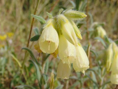 Слика од Onosma echioides (L.) L.