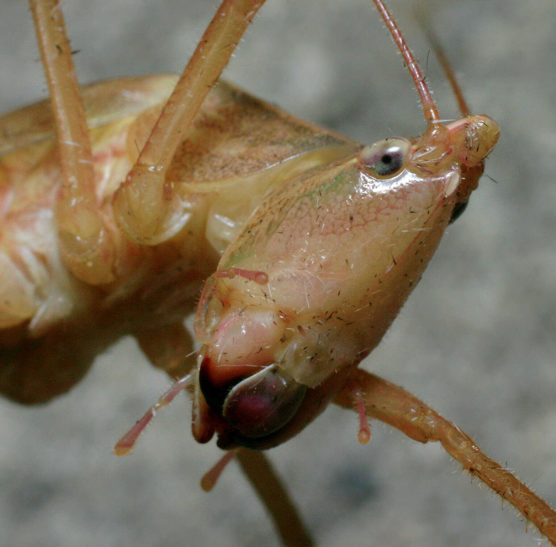 Image of Swift Conehead