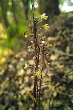 Image of Aphyllorchis montana Rchb. fil.