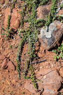 Image of Pine Hill buckbrush