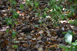 Image of Philippine Megapode