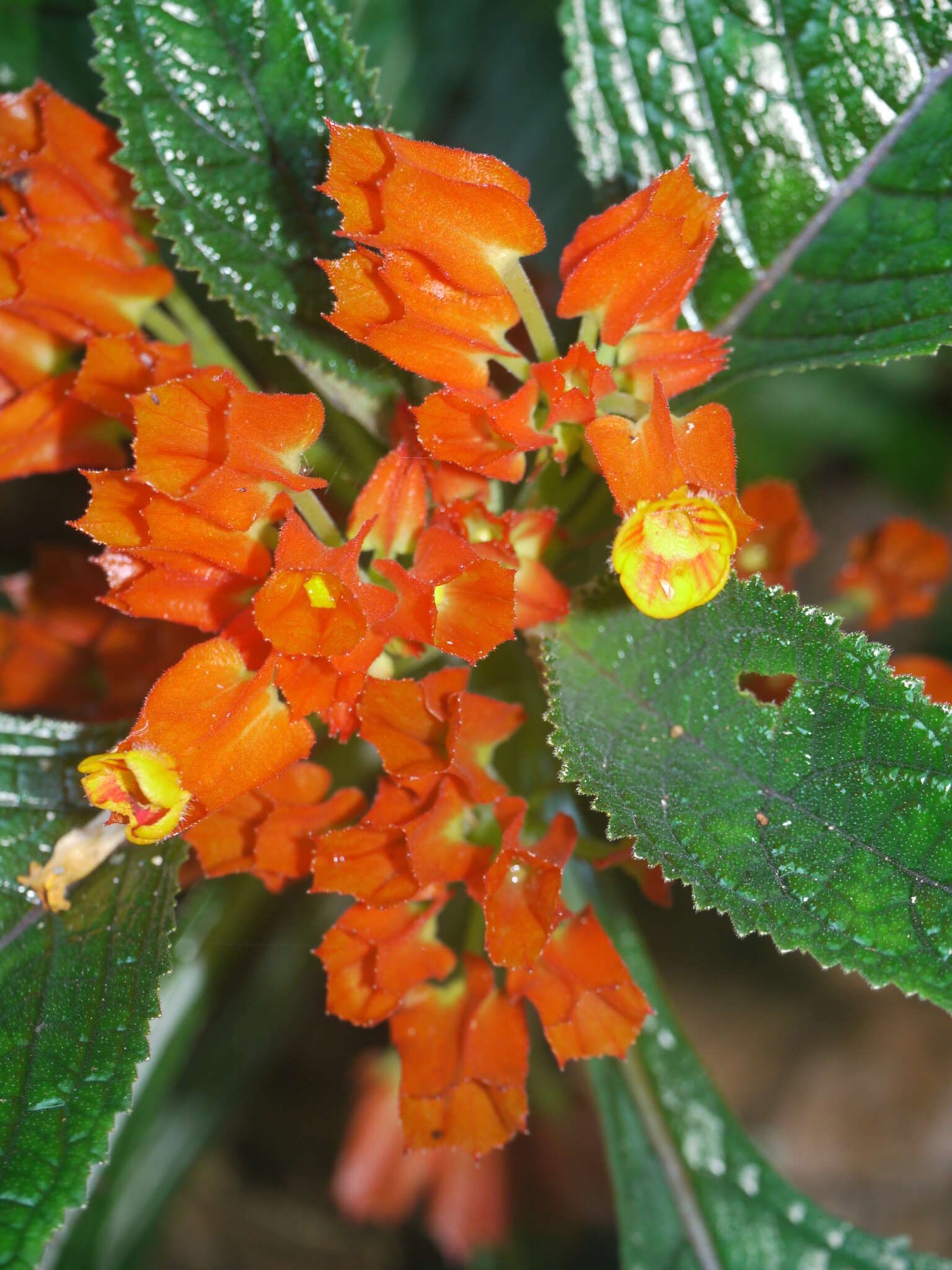 Sivun Chrysothemis pulchella (Donn ex Sims) Decne. kuva