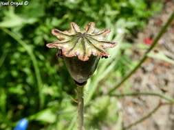 Image of Papaver carmeli Feinbr.