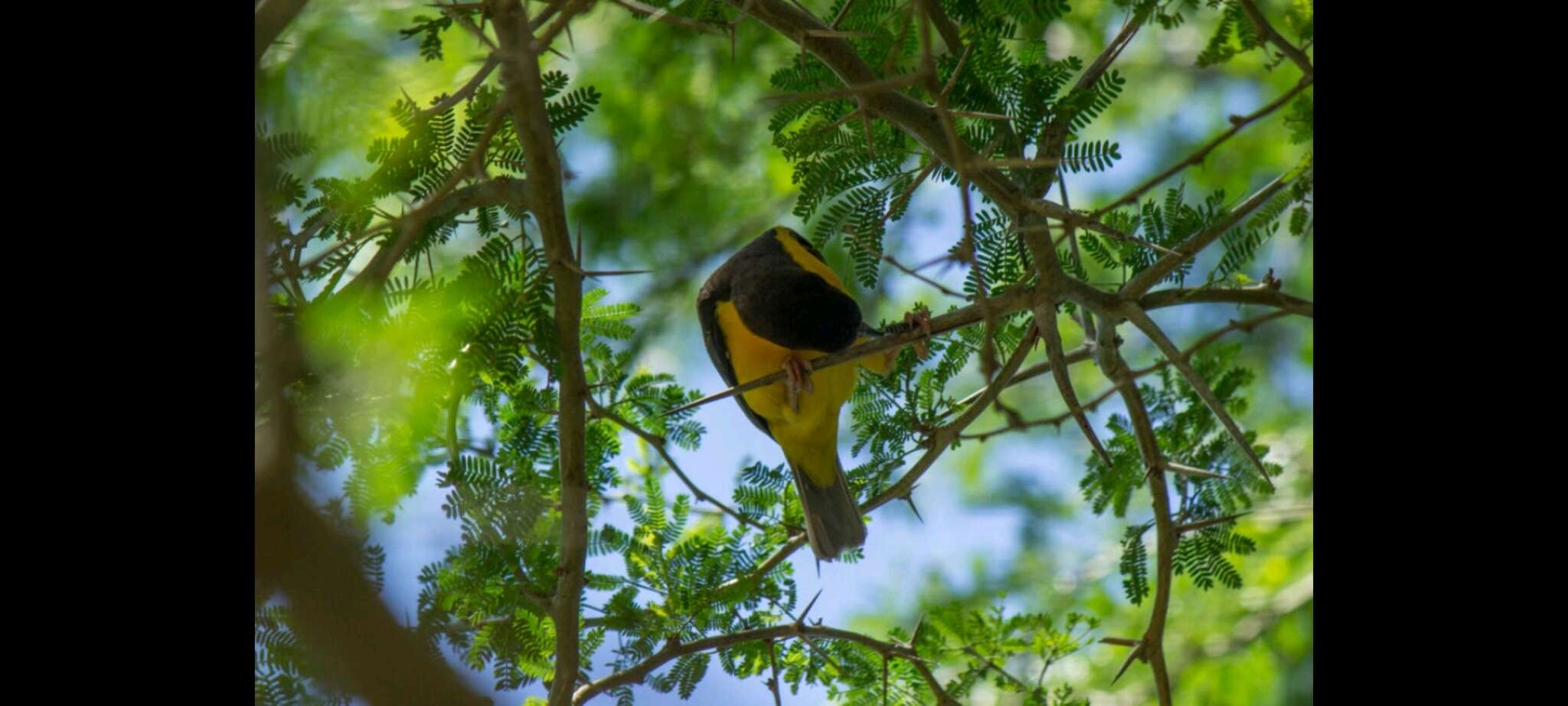 Image of Dark-backed Weaver