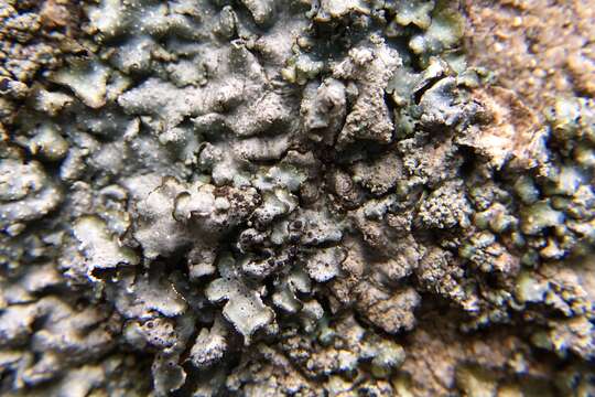 Image of punctelia