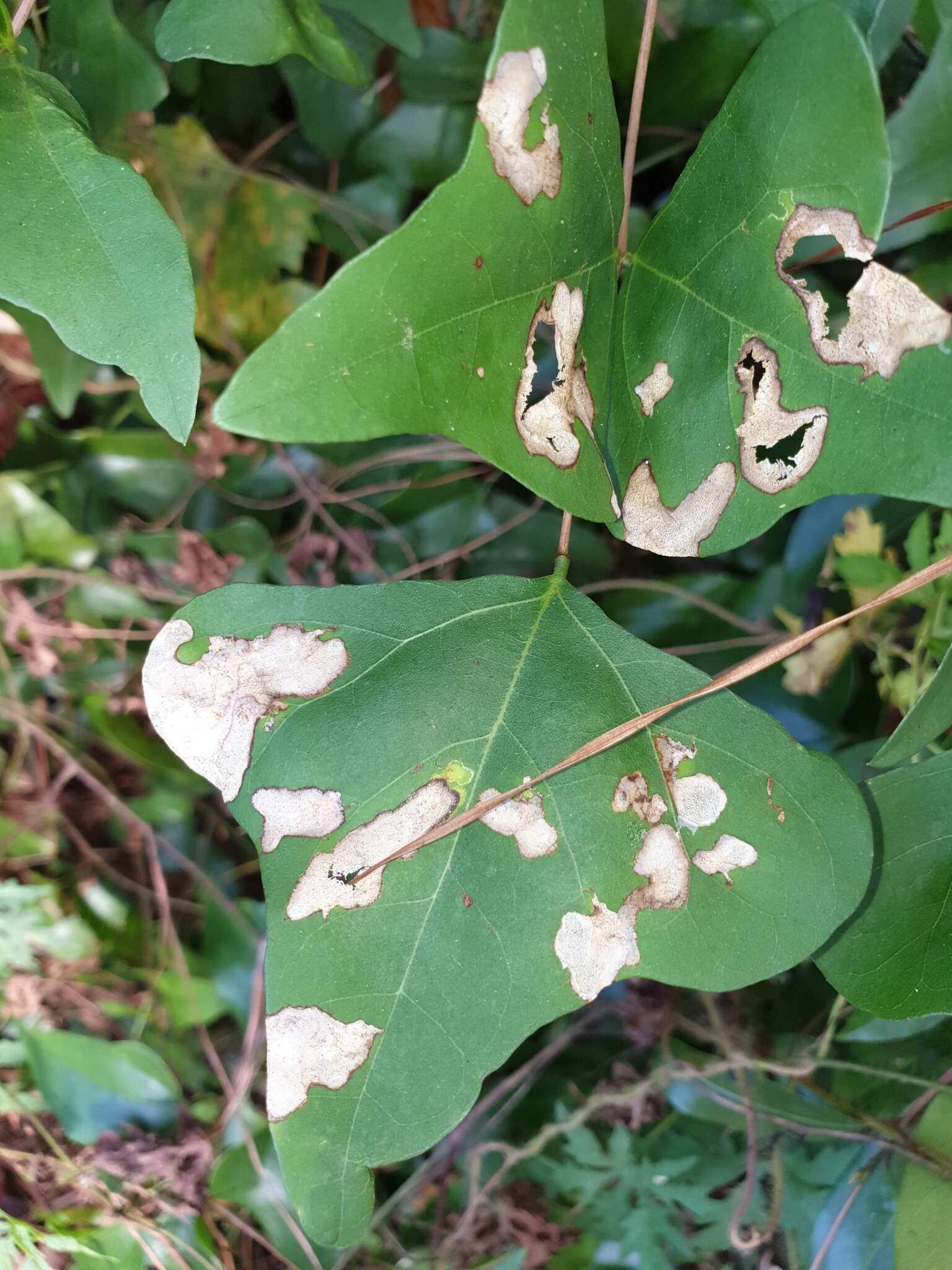 Leucoptera erythrinella Busck 1900 resmi