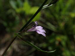 صورة Lobelia canbyi A. Gray