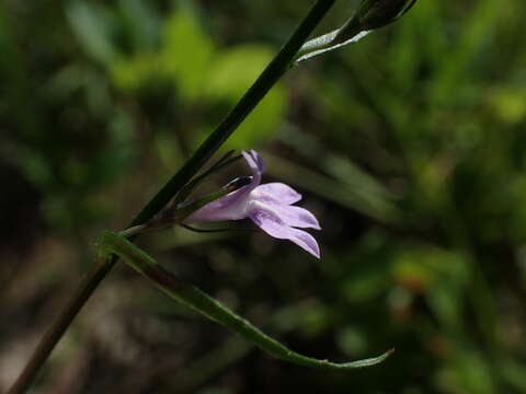 Image of Canby's Lobelia