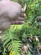 Image of roughleaf coneflower