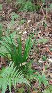 Image de Libertia paniculata (R. Br.) Spreng.