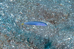 Image of Helen&#39;s dartfish