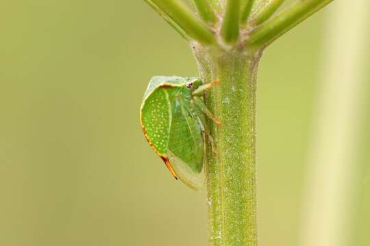 Image of Buffalo treehopper