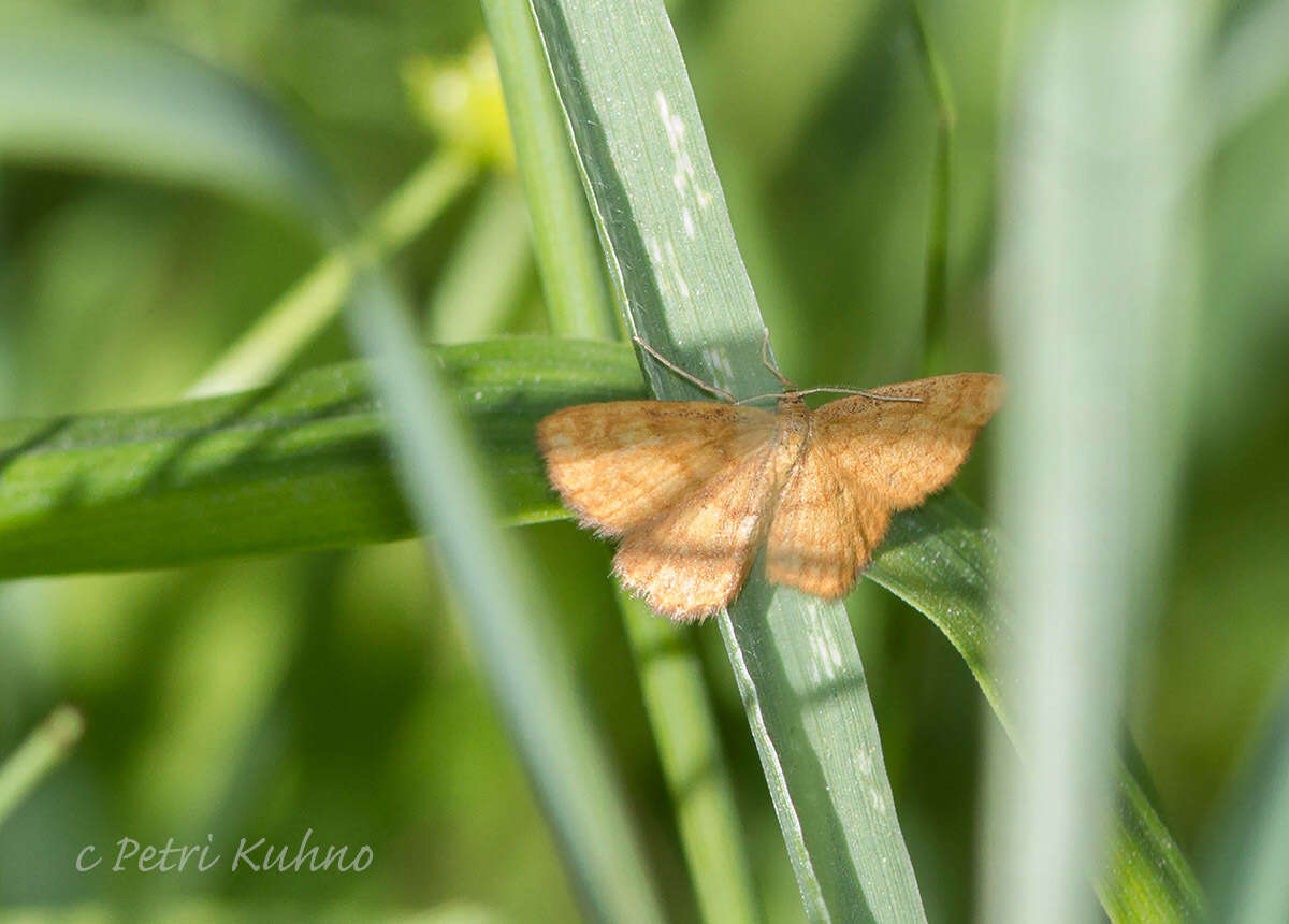 صورة Idaea serpentata Hüfnagel 1767