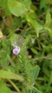 Image of Justicia procumbens L.