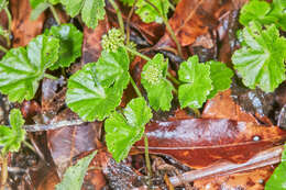 Image de Hydrocotyle mexicana Cham. & Schltdl.