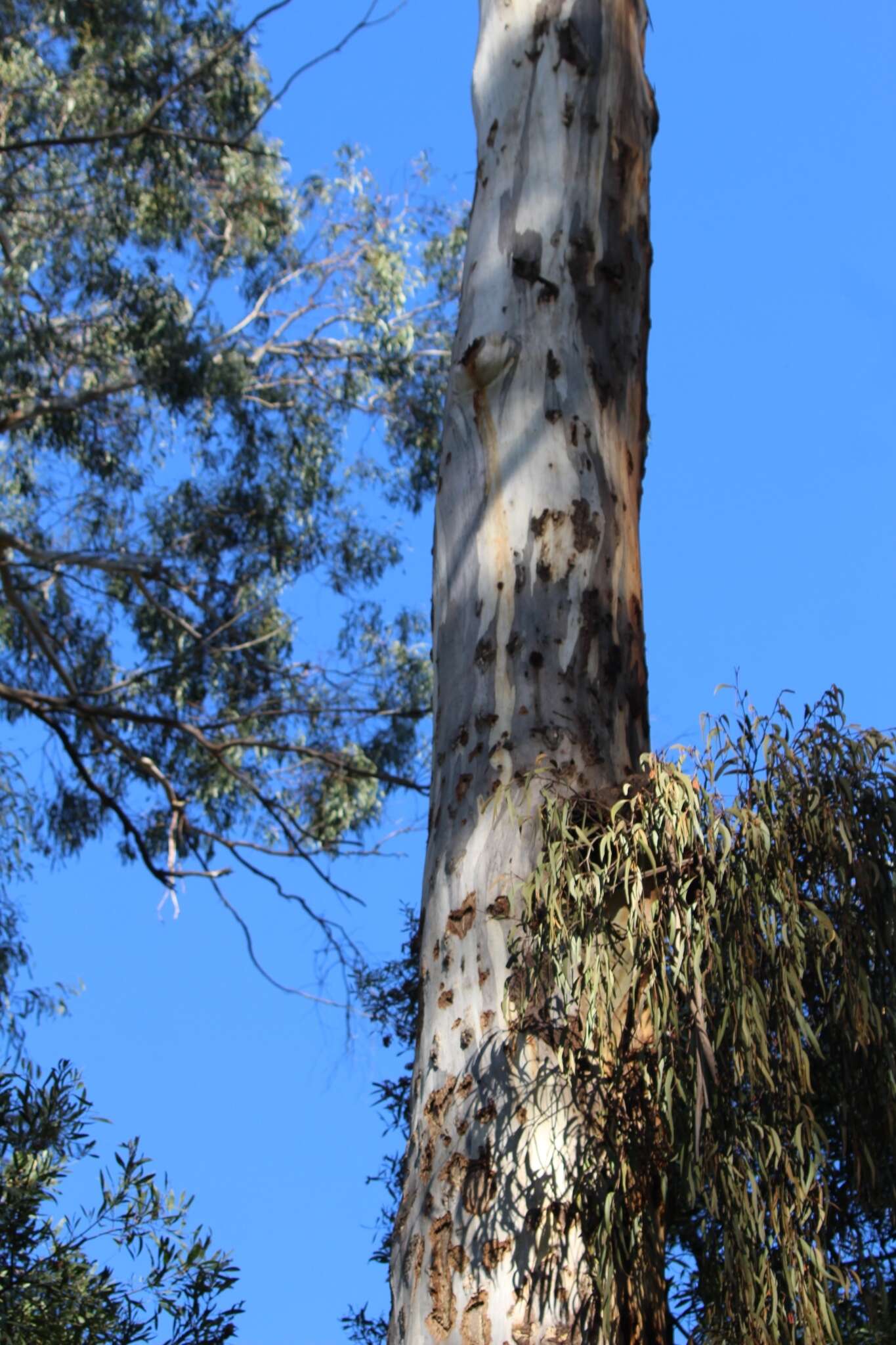 Image of Yellow-bellied Glider